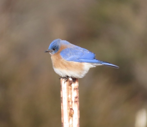 Eastern Bluebird