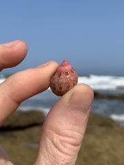 Phasianella ventricosa