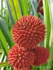 Pandanus affinis