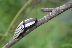 Chalcolepidius limbatus