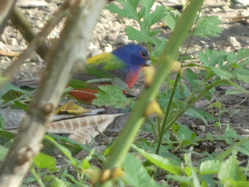 Painted Bunting (Passerina ciris), photo 6