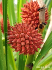 Pandanus affinis