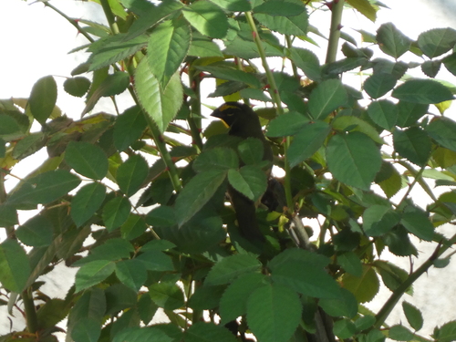 Yellow-faced Grassquit (Tiaris olivaceus), photo 1