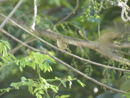 Yellow-faced Grassquit (Tiaris olivaceus), photo 8