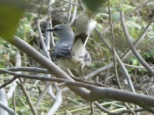 Tropical Mockingbird (Mimus gilvus)