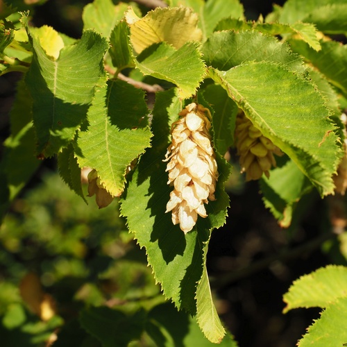 European Hop-hornbeam