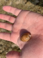 Notocypraea angustata