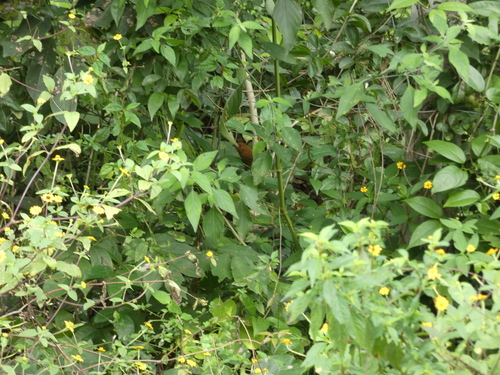 Blue Bunting (Cyanocompsa parellina), photo 2