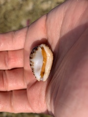 Notocypraea angustata