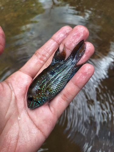 Blue acara (Andinoacara coeruleopunctatus) — Cichlidae — 2