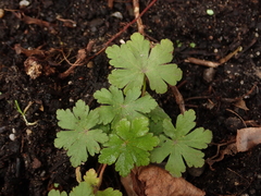 Geranium macrorrhizum