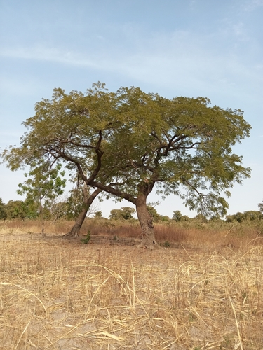 Foto de néré