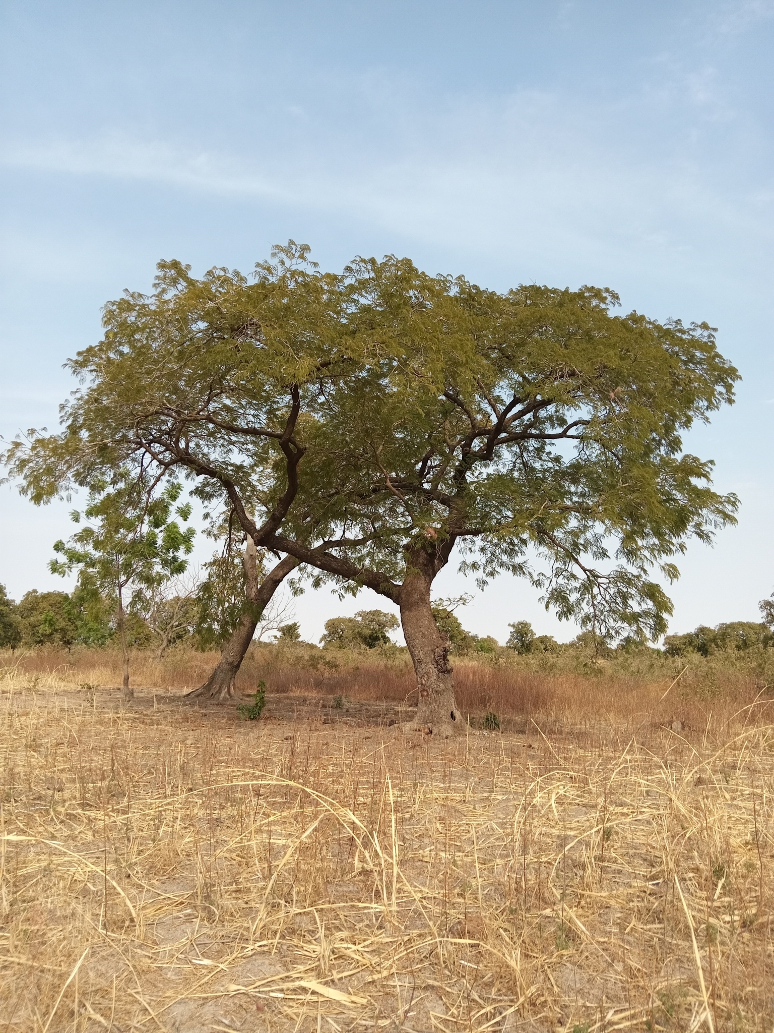 Imagem de néré