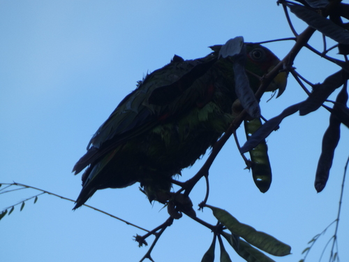 White-fronted Amazon (Amazona albifrons), photo 8