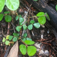 Desmodium rhytidophyllum