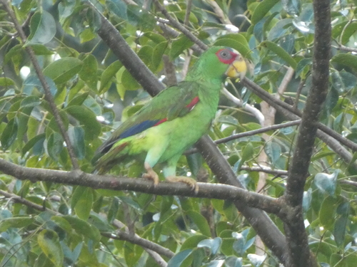 White-fronted Amazon (Amazona albifrons), photo 4