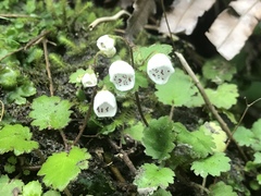 Jovellana repens