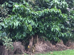 Tabernaemontana litoralis