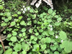 Jovellana repens
