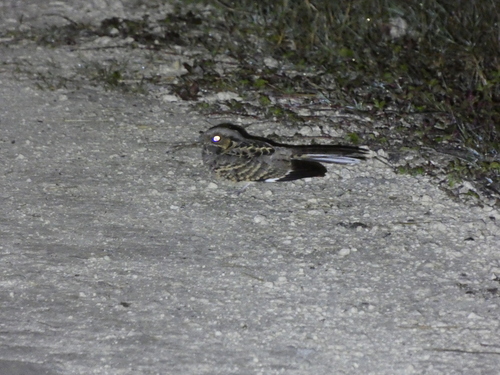 Pauraque (Nyctidromus albicollis), photo 4