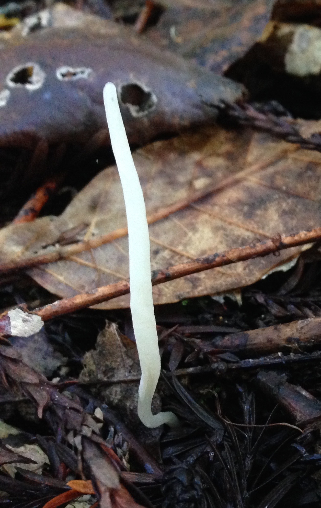 Clavaria falcata image