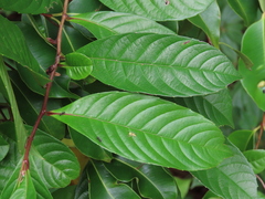 Tetracera indica