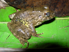 Strabomantis