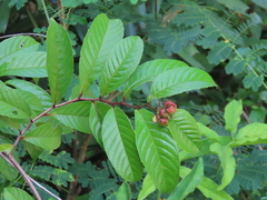 Tetracera indica