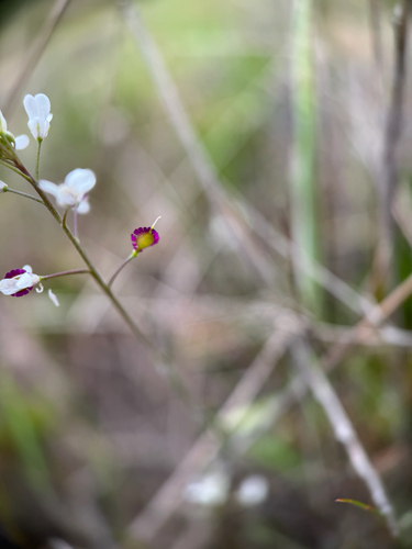 Santa Cruz Island fringepod (Thysanocarpus conchuliferus)