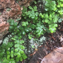 Asplenium subglandulosum