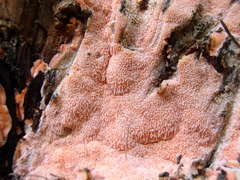 Rhodonia placenta