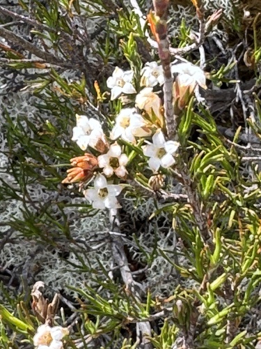 Dracophyllum palustre observed 2026-01-05