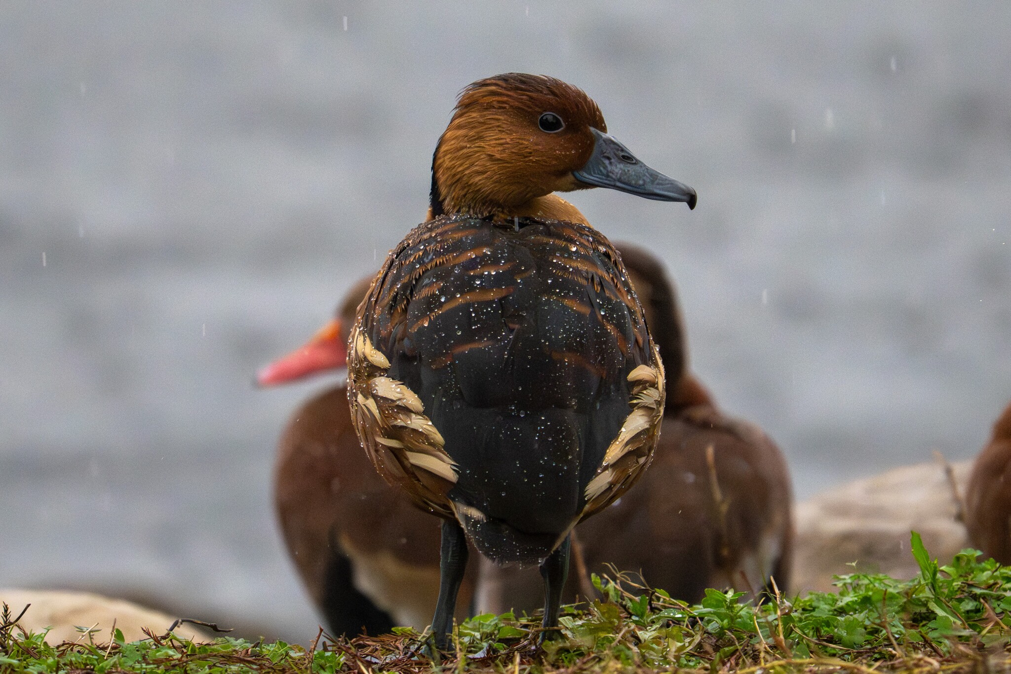 Fulvous Whistling Duck (Dendrocygna bicolor), photo 7