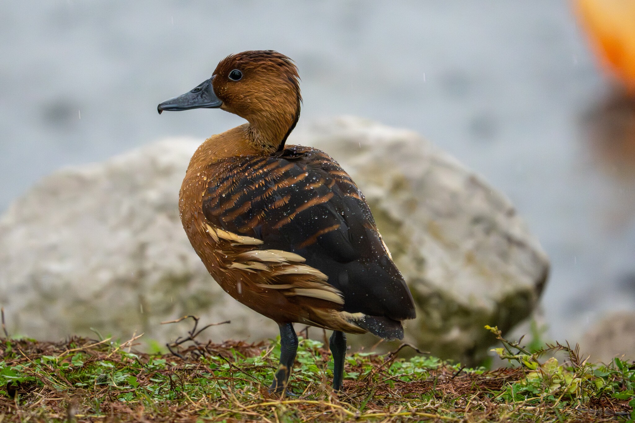 Fulvous Whistling Duck (Dendrocygna bicolor), photo 6