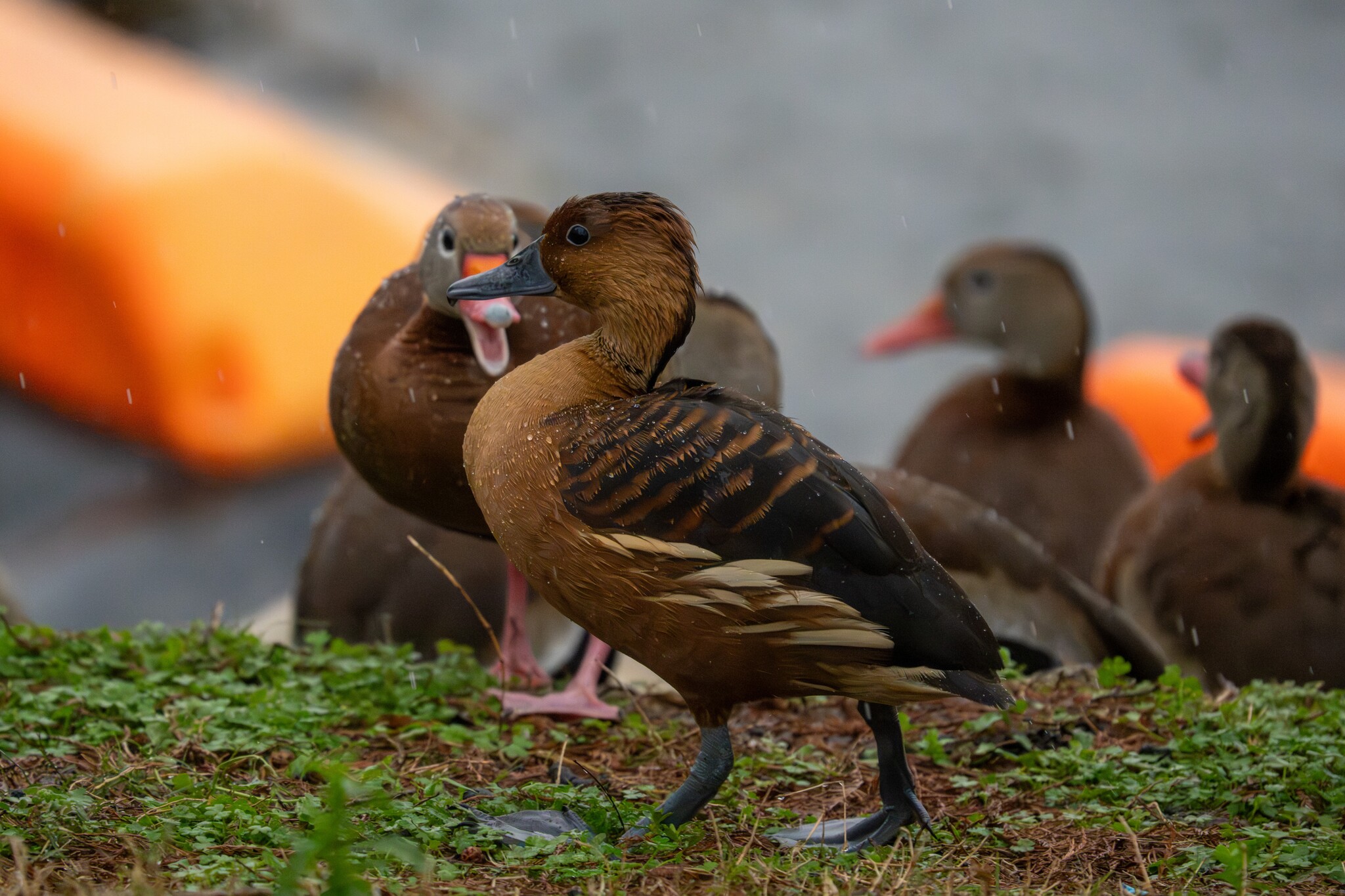 Fulvous Whistling Duck (Dendrocygna bicolor), photo 5
