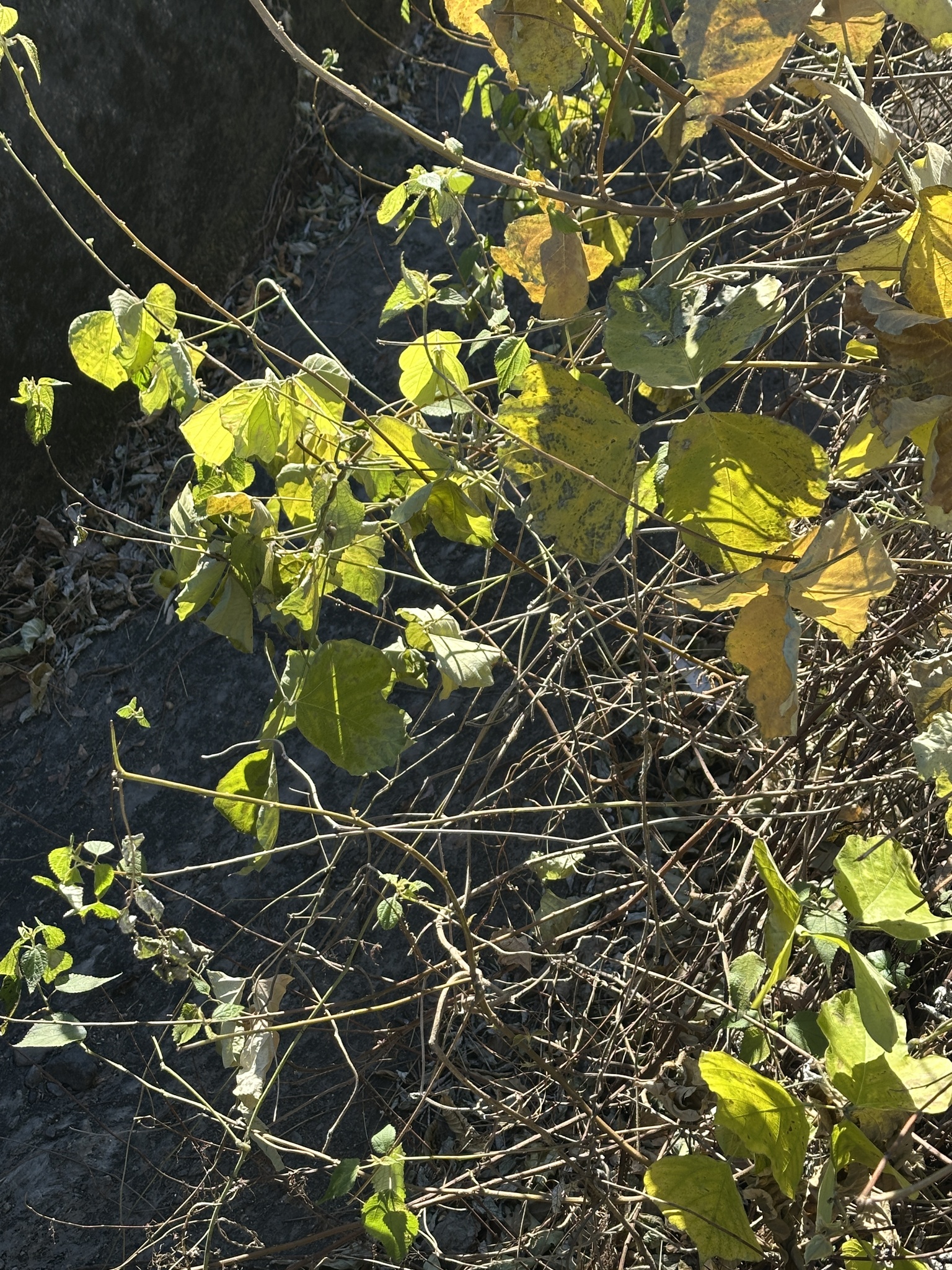 Kudzu (Pueraria montana)