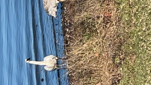 Trumpeter Swan