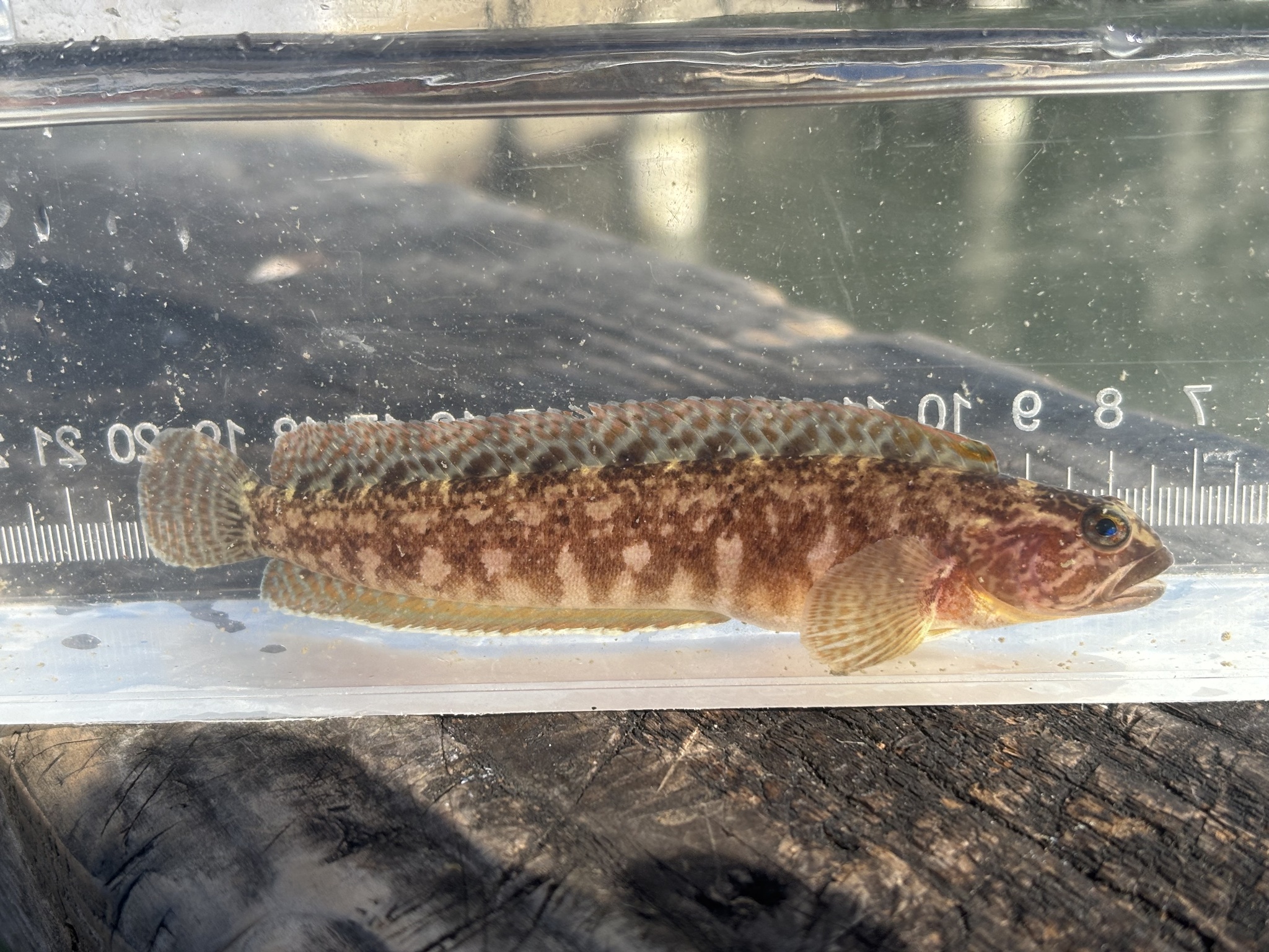 Stripefin Ronquil photo 3