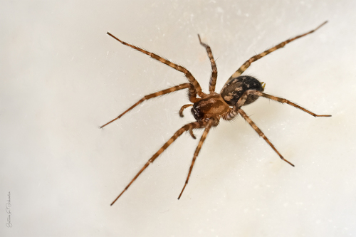 Rural Funnel-web Spider