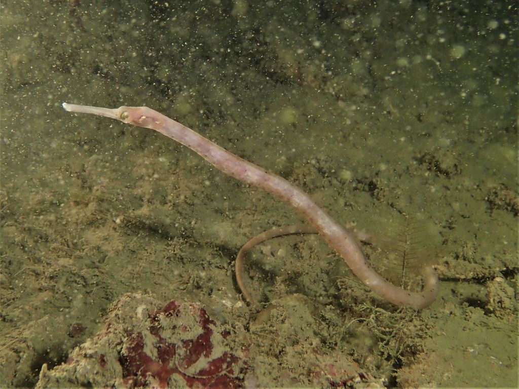 Double-Ended Pipefish