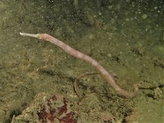 Double-Ended Pipefish photo 1