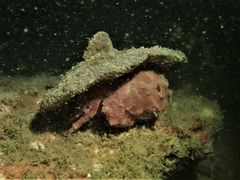 Dromidiopsis