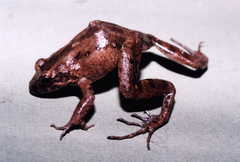 Leptodactylus colombiensis
