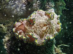 Glossodoris