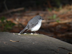 Eopsaltria georgiana