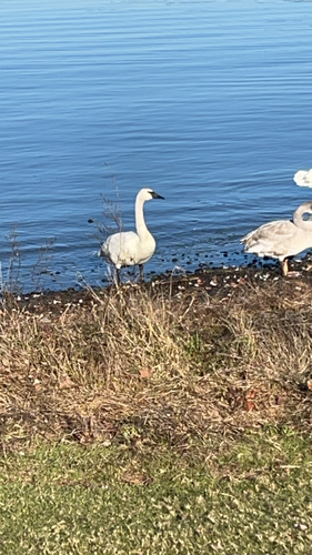 Trumpeter Swan