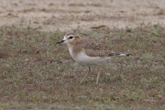 Charadrius montanus