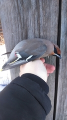 Bombycilla garrulus