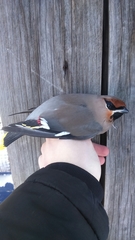 Bombycilla garrulus