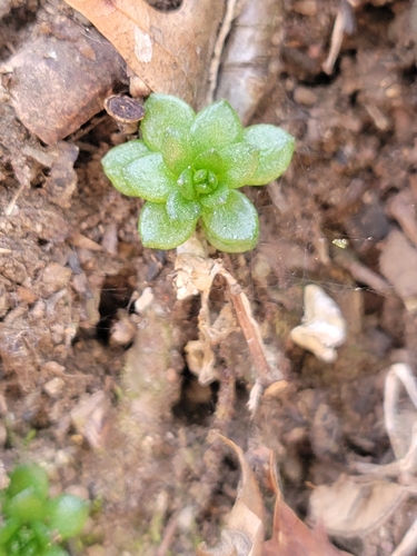 Foto de sedum